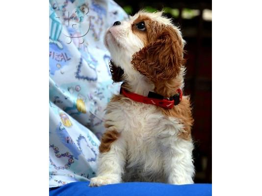 Cavalier King Charles spaniel - blenheim και tricolor
